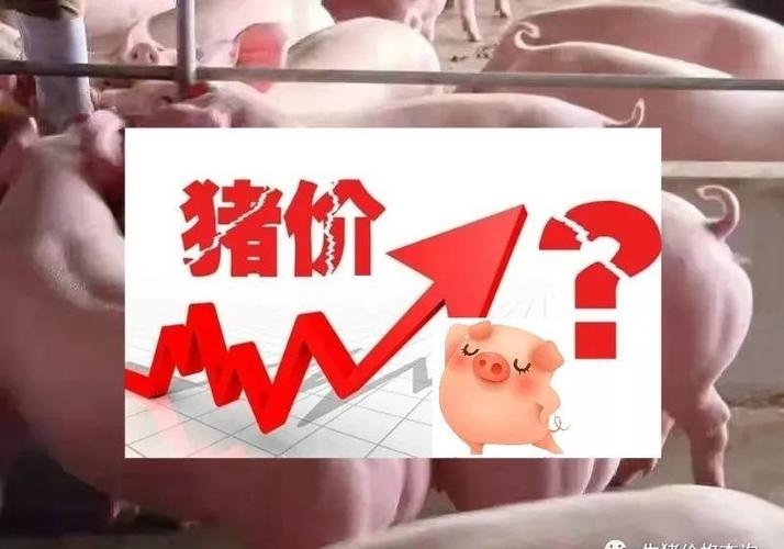 江川对养猪散户的政策？（江川生猪价）