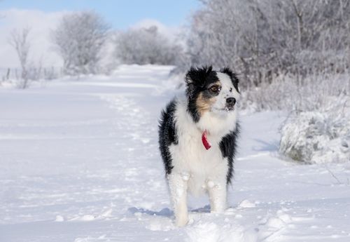 什么狗适合雪山走路？（雪地养的狗）