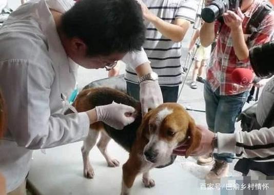 为什么中国好多养狗的人都不愿意给打狗狂犬疫苗？（国内养狗少）