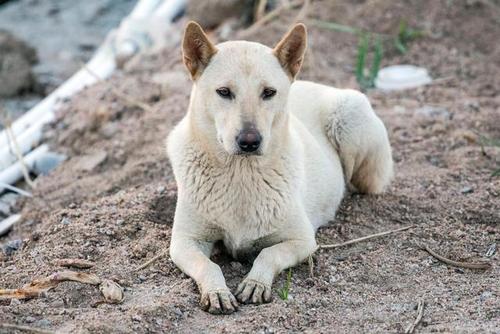 中华田园犬被列入禁养名单了吗？（合肥狗不想养）