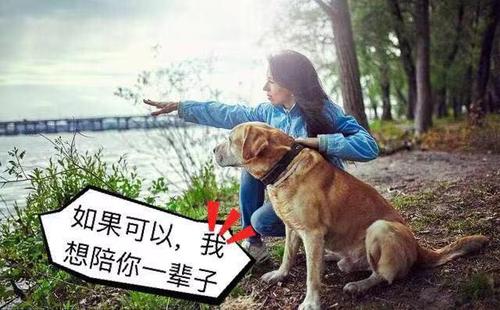 人与狗有感情吗？（养狗的痴情）