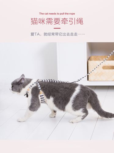 猫咪带出门会撒手没吗？（牵引绳养猫）