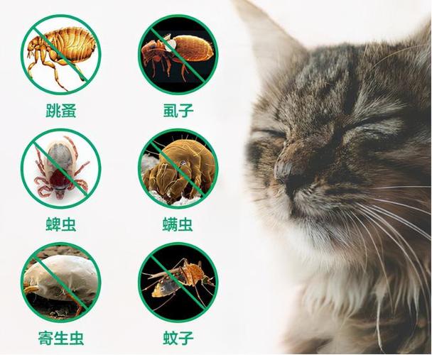 猫驱体内虫的正确方法？（养猫怕有虫）