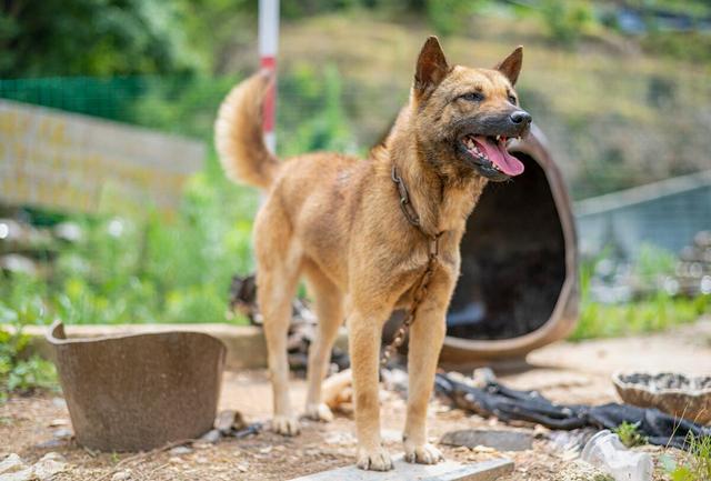 中华田园犬每天要遛吗？（养狗人共性）