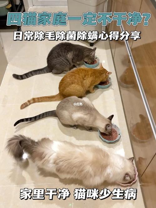 猫咪的细菌问题？（养猫有细菌l）