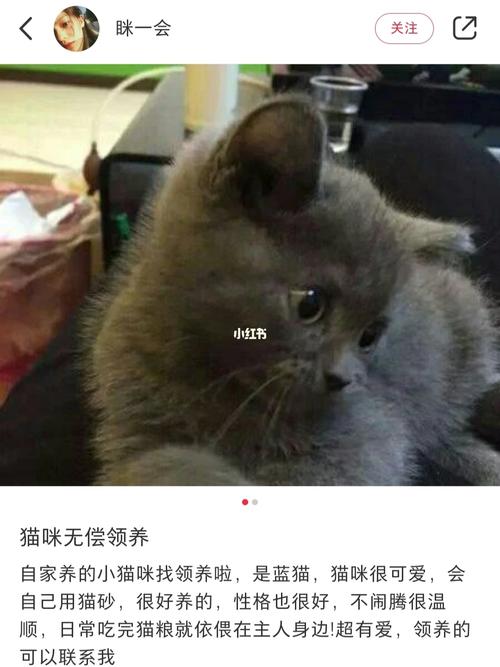 无偿收养猫咪文案？（领养猫的文字）