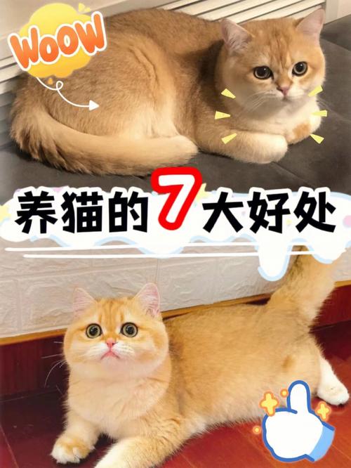 养猫咪有什么好处？（养猫的好处来了）