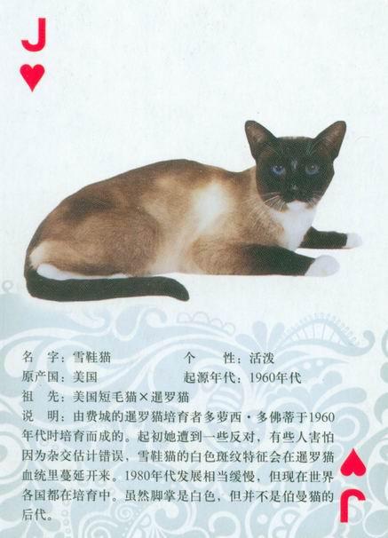 世界10大名猫？（养猫取名字）