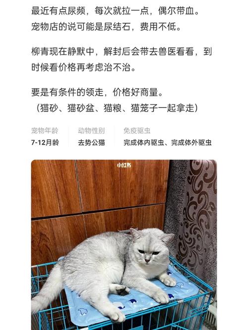 闲鱼同城买猫注意事项？（闲鱼上门养猫）