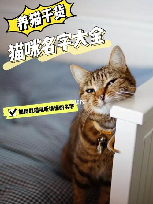 养猫爱好者快手怎么起名？（男生养猫名字）