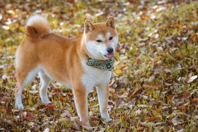 柴犬优缺点和成本？（养狗容易胖）