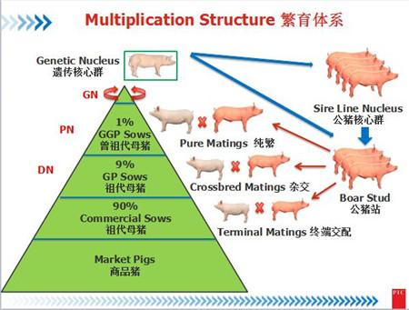 猪的育种目标是如何发展变化的？（美国生猪育种）