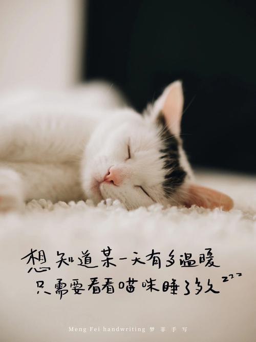 猫文案短句？（养猫花藤字）