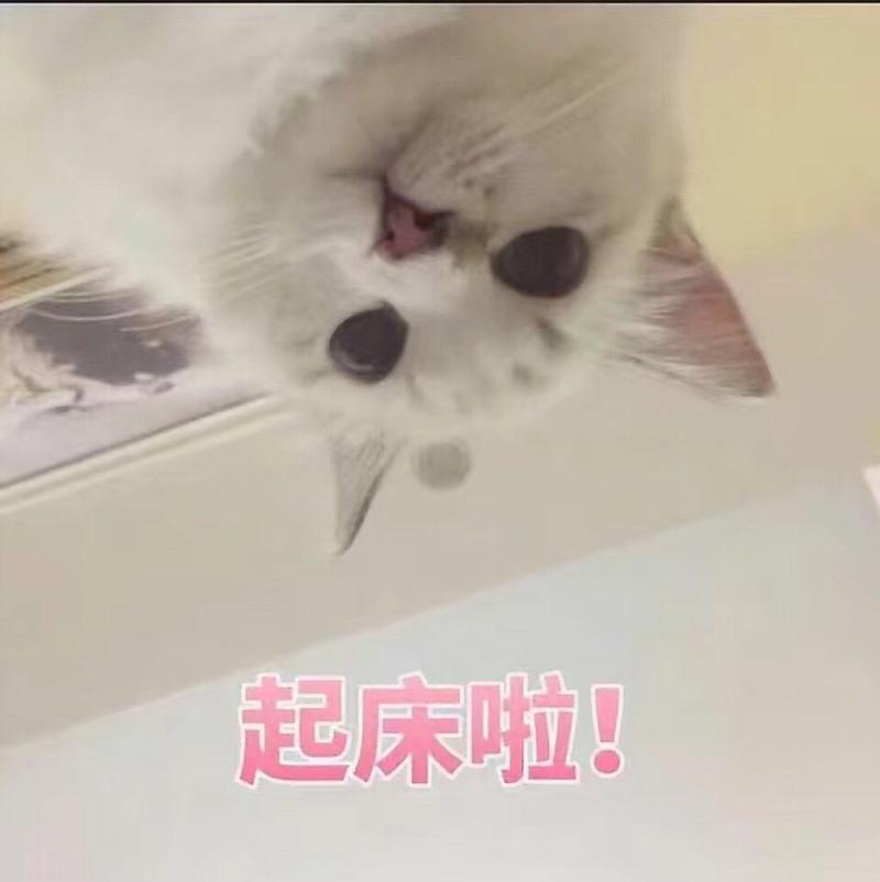 猫叫你起床的文案？（养猫叫起床）