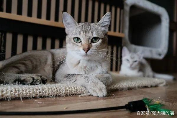 养猫了回老家怎么办？（钟老家里养猫）