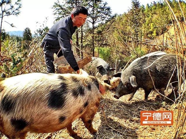 福安民间故事？（福安生猪）