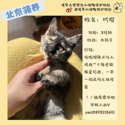 猫领养和购买的区别？（领养猫再转卖）