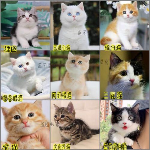 买活体猫咪几天能退？（养猫咪来卖）