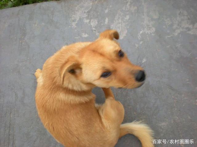 中华犬的优点和缺点？（养狗小能手）