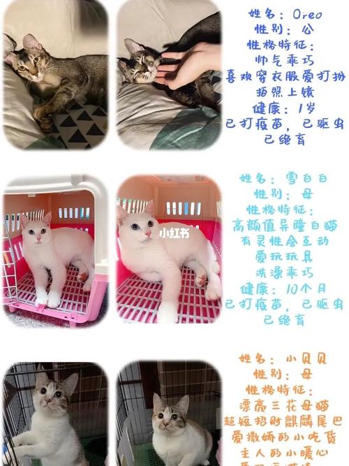 领养猫的平台？（领养猫狗语）