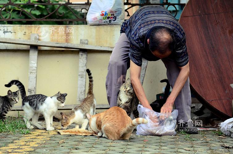 广西南宁市有孤儿院吗？（青岛代养猫咪）