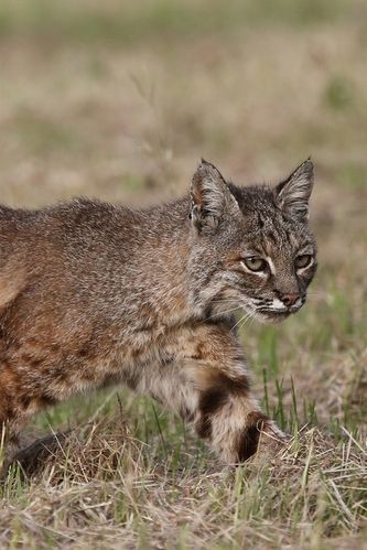 东北的野猫子是猞猁吗？（养猞猁吃狗）