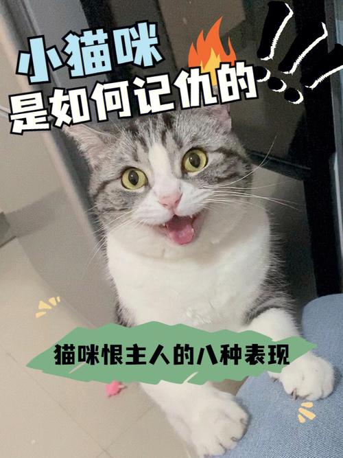 猫会记仇吗？（家养猫记仇吗）