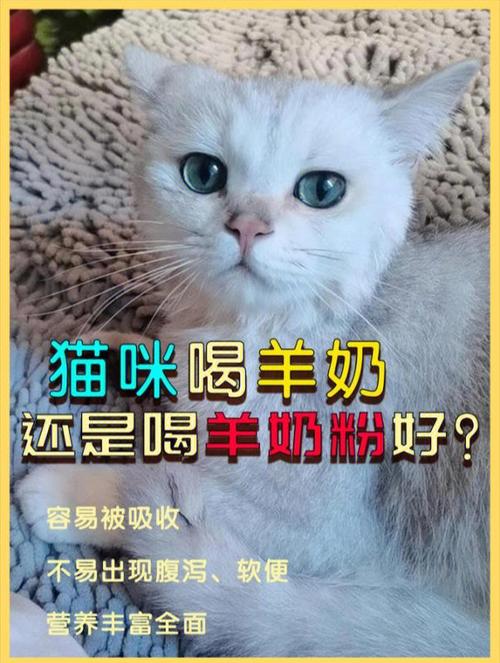 猫咪能喝婴儿羊奶粉吗？（慢羊养猫化）