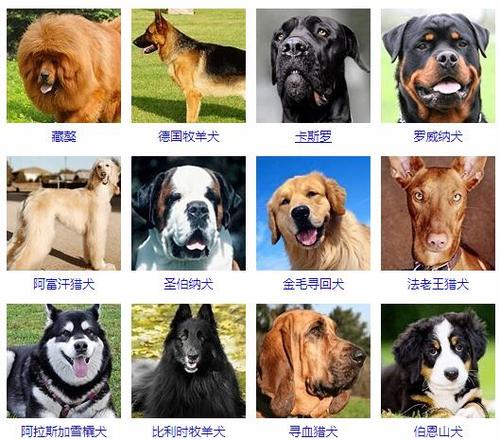 想养一群大型犬，是多个品种混养好，还是养单一的品种好？（群养狗建设）