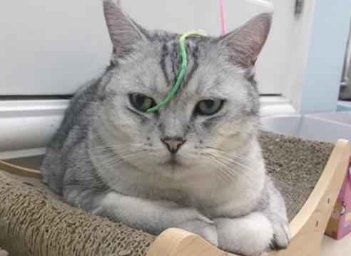 抖音十大网红猫，第一简直成精了？（养猫吸粉赚钱）