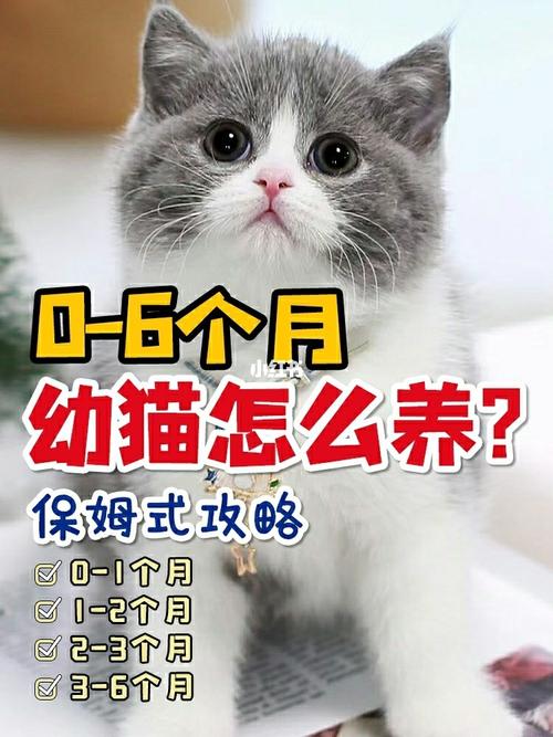 怎么养猫幼崽？（一月养猫）