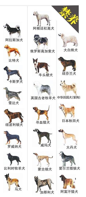 云南省禁养犬种？（日本禁养狗）