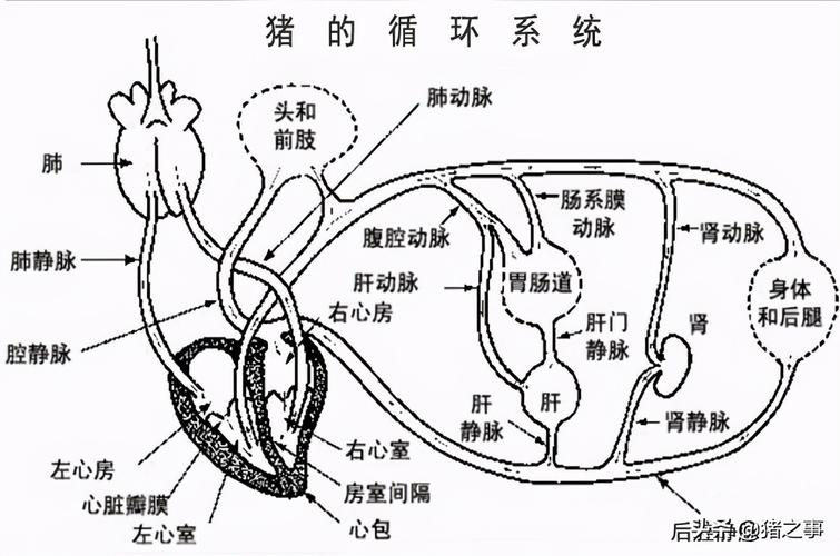 猪体外消化实验两步法的优缺点？（生猪消化不好）