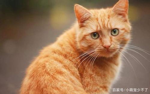 养猫最忌讳的8个细节是什么？（养猫羊几胆）