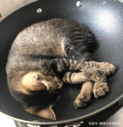 猫肉神仙做法？（营养猫肉汤）