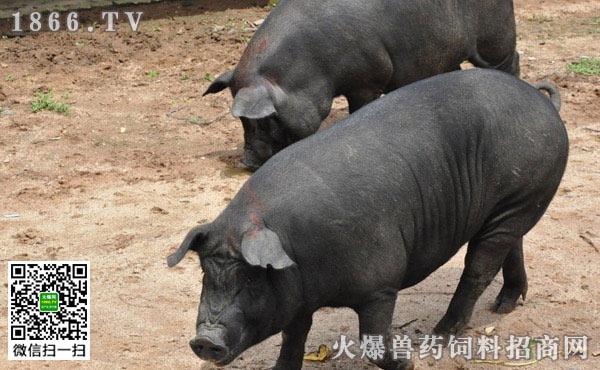 江西上饶十大特色菜？（鄱阳生猪价格）