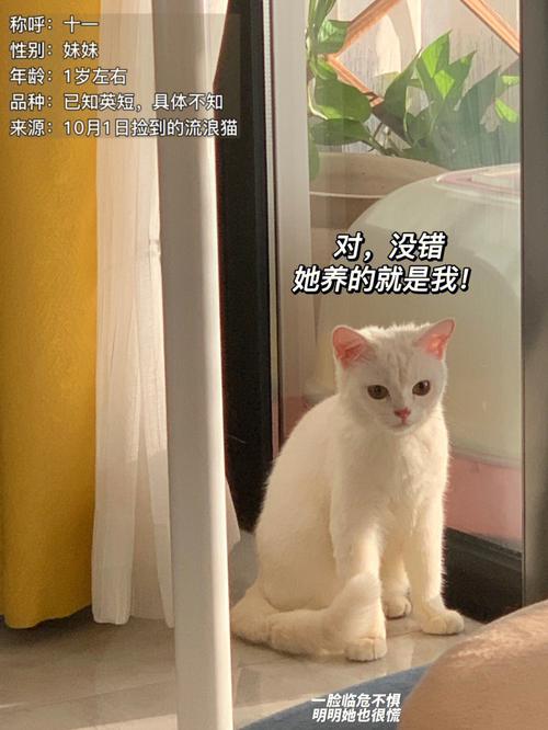 一个男生说他穷，想和我合资一起养只猫🐱，他到底什么意思啊？（他说想养猫）