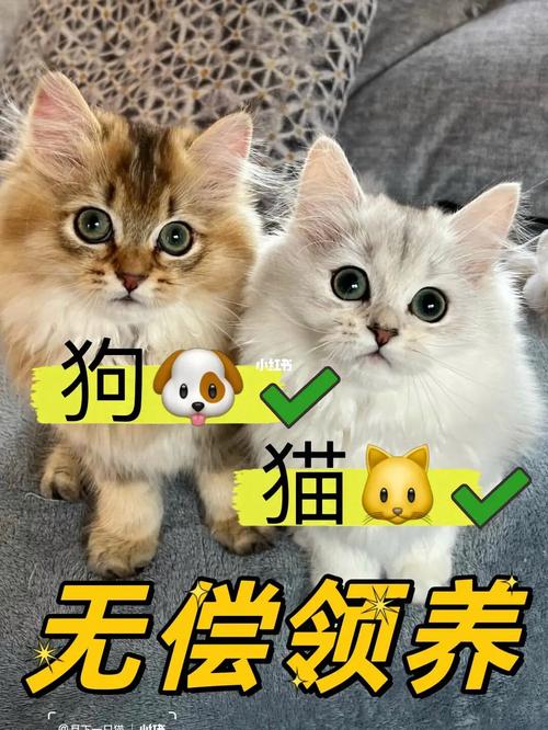 上海哪里有领养猫狗的地方？（猫狗送养）