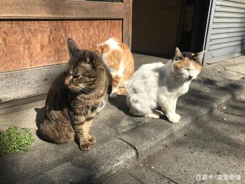 养殖宠物猫怎么搞销路？（养殖户养猫）