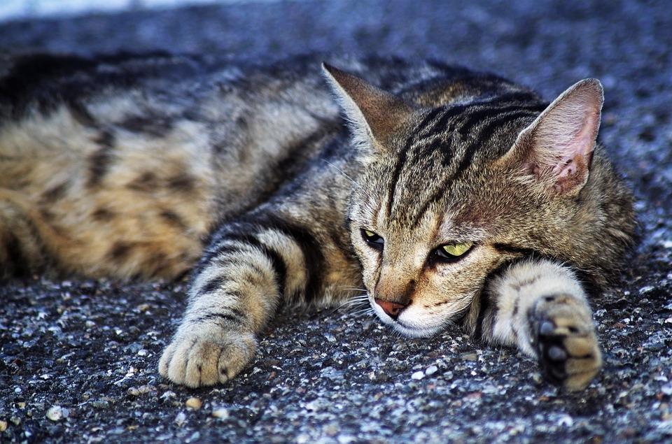 五个月的野猫要多久才能适应环境？（养猫女孩慢热）