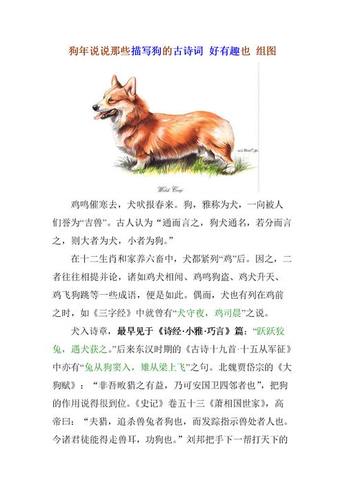 形容狗的词？（养狗经典词）