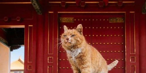 故宫的猫谁在养？（皇帝养猫为妃）