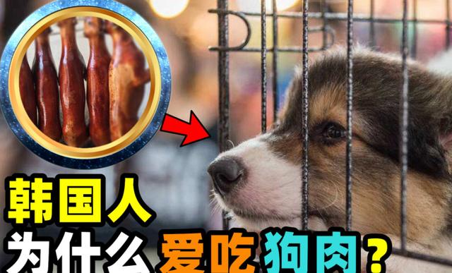 为什么韩国人愿意吃狗肉?他们有专门养肉食够的吗？（狗养孩子韩国）