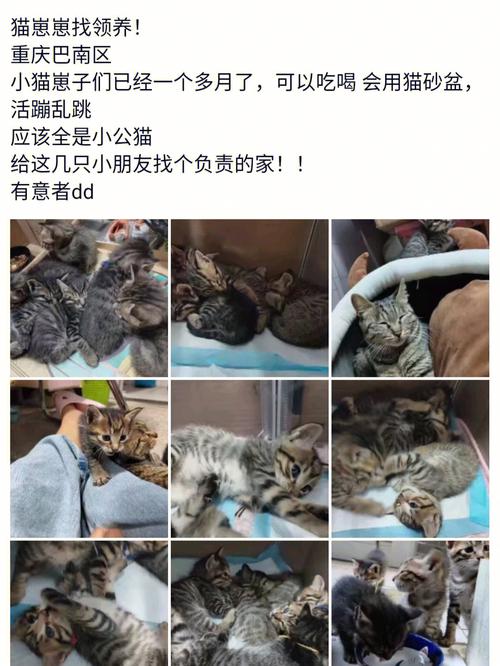 安徽独生子补贴查询？（安徽领养猫猫）