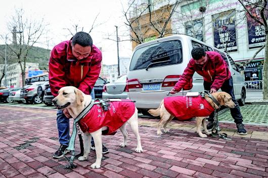 大连导盲犬培训基地对外招聘吗?条件是什么？（大连养狗人数）