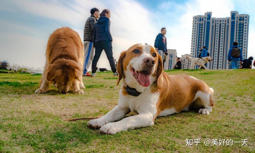 我因为养狗跟男朋友闹分手了，还能挽回吗？（失恋养狗好吗）