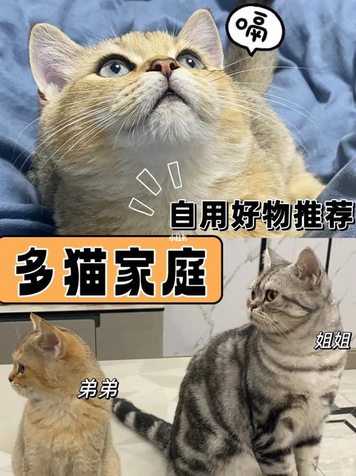 别人问你养猫吗怎么回答？（别人说想养猫）