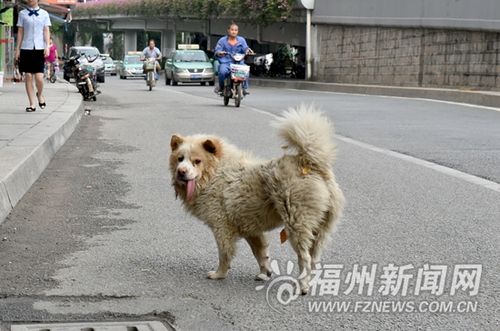 福州五一广场能带狗进去吗？（福州免费养狗）