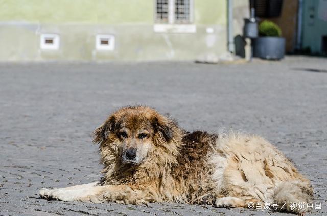 为什么被抛弃的狗狗越来越多？（萌犬养狗）