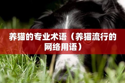 养猫啥意思网络用语？（我养猫的定义）